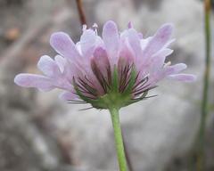 Scabiosa albanensis