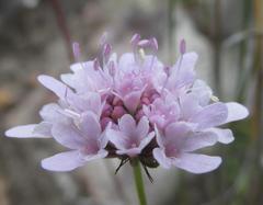 Scabiosa albanensis