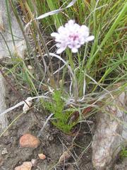 Scabiosa albanensis