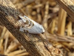 Acontia lucida