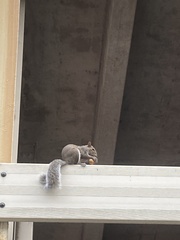 Sciurus carolinensis