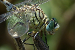 Onychogomphus lefebvrii