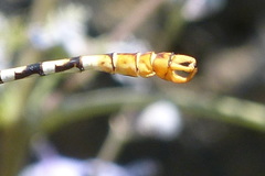 Onychogomphus lefebvrii