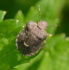 Dyroderes umbraculatus