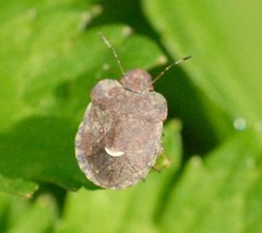 Dyroderes umbraculatus