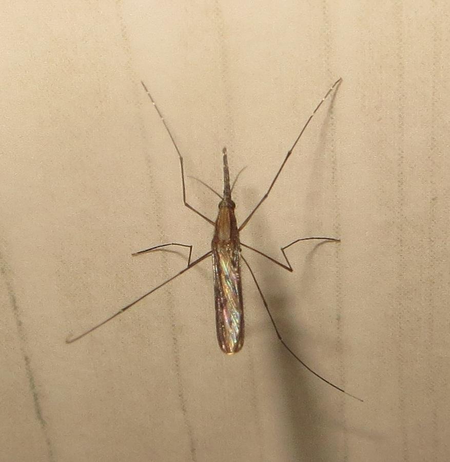 House Malaria Mosquito