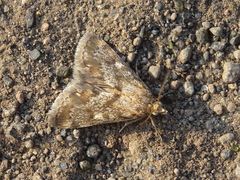 Tegostoma comparalis