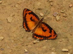 Byblia anvatara acheloia