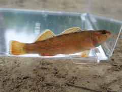 Etheostoma camurum