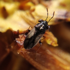 Geocoris lineolus lineolus