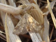 Tegostoma comparalis