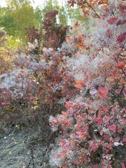Cotinus coggygria