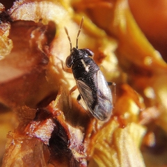 Geocoris lineolus lineolus