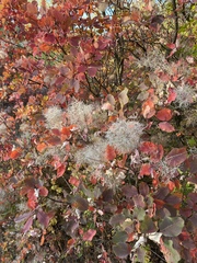 Cotinus coggygria