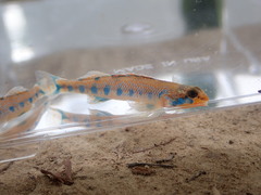 Etheostoma gore