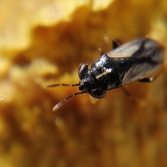 Geocoris lineolus lineolus