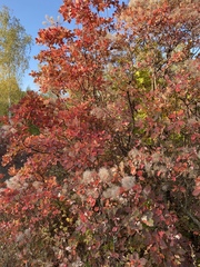 Cotinus coggygria
