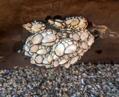 Pollicipes polymerus