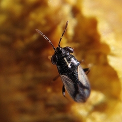 Geocoris lineolus lineolus