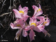 Alstroemeria pallida
