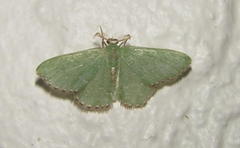 Omphacodes punctilineata