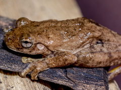 Litoria everetti