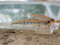 Etheostoma gore