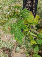 Fuertesimalva limensis