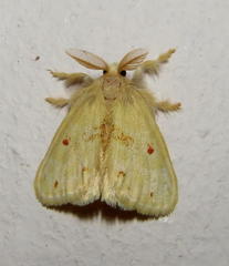 Euproctis bicolor