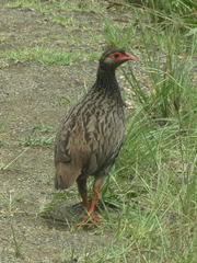 Pternistis afer castaneiventer