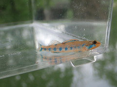 Etheostoma gore