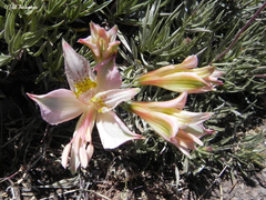 Alstroemeria pallida