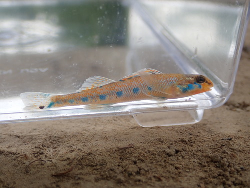 Warioto Darter