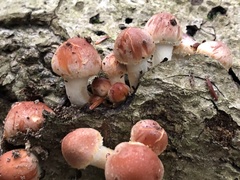 Fungi
