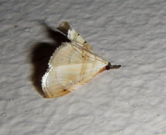 Trichophysetis