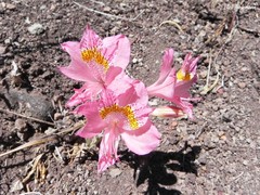Alstroemeria pallida