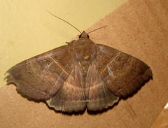 Achaea mormoides