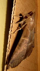 Achaea mormoides