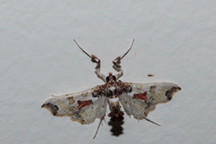 Neoleucinodes elegantalis