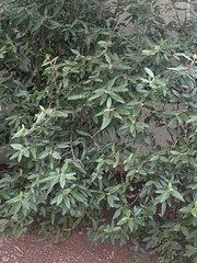 Viburnum rhytidophyllum