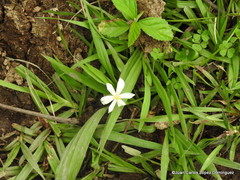 Eleutherine latifolia