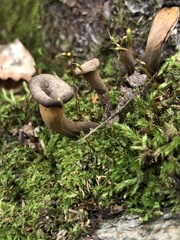Craterellus fallax