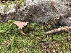 Craterellus fallax