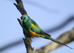Mulga Parrot photo 4