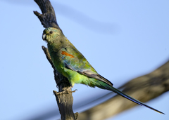 Mulga Parrot photo 3