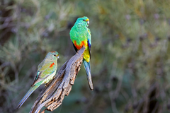 Mulga Parrot photo 5