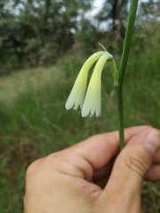 Polianthes zapopanensis