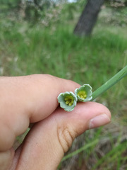 Polianthes zapopanensis