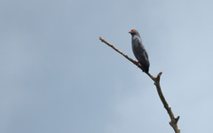 Helicolestes hamatus