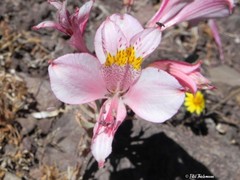 Alstroemeria pallida
